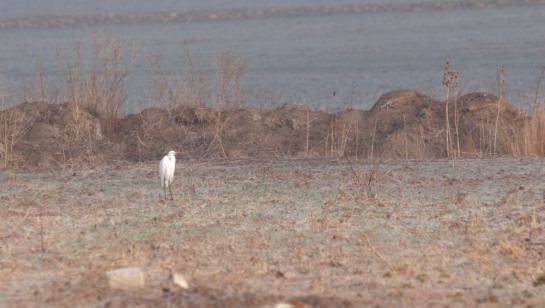Great White Egret on the frozen ground