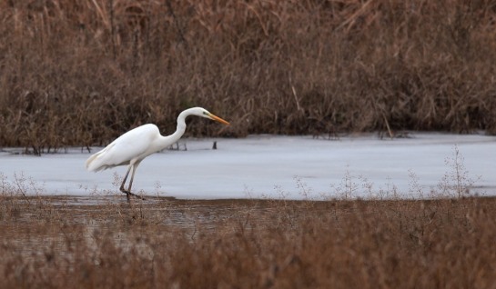 Great White Egret has found a hole in the ice