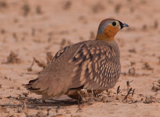 Male Crowned Sandgrouse