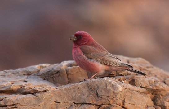 Sinai Rosefinch male