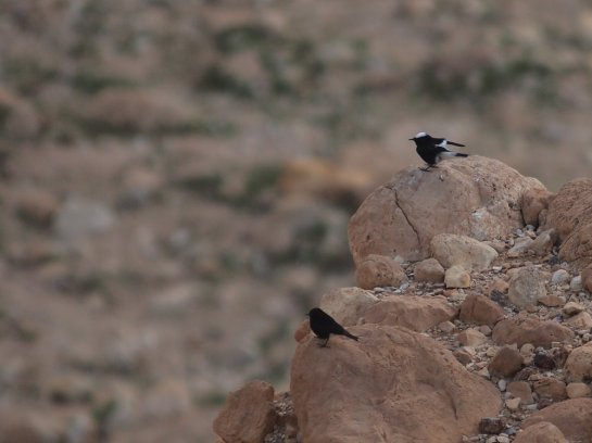 White-crowned Wheatears - adult and 1st year bird together. 
