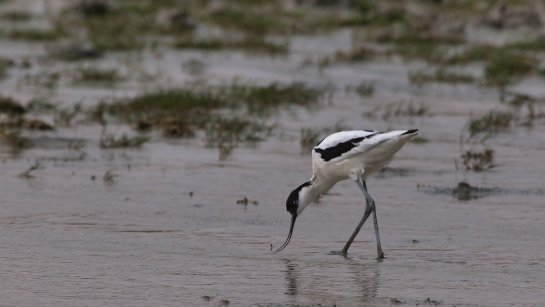 Every year I have to get used to the bill really looking like this - Avocet.