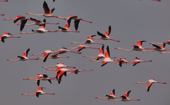 In flight the Greater Flamingos are really magnificent