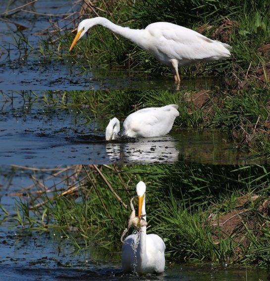 Great White Egret and the frog