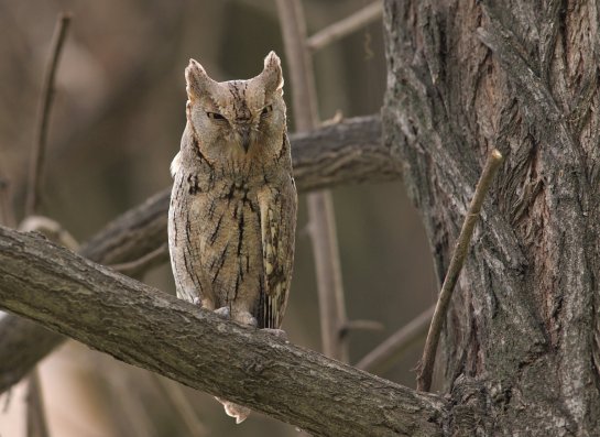 Pallid Scops Owl b1