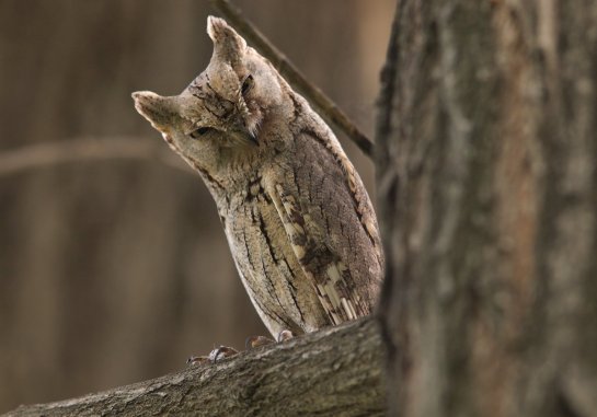 Pallid Scops Owl b2