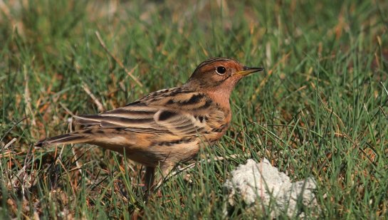 Red-throated Pipit - click to enlarge