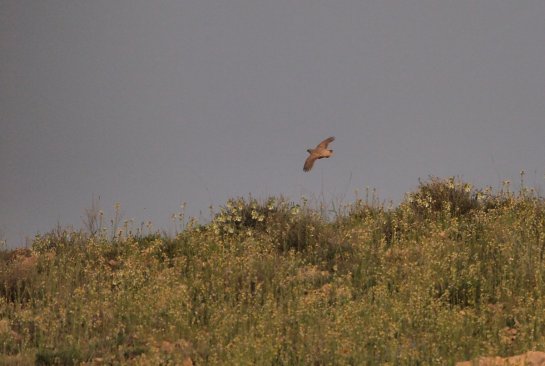 I only managed another flight shot of the See-see Partridge