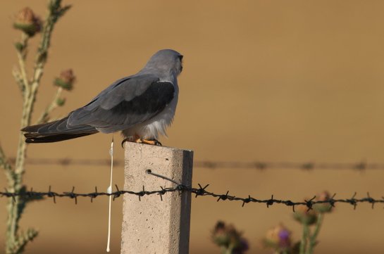 Black-shouldered Kite - it has been seen catching mice. Surely it finds something to eat!