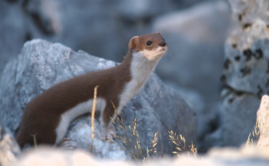 A Weasel really put on a show too...