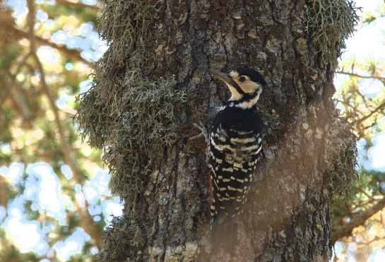White-backed Woodpecker: Probably female.