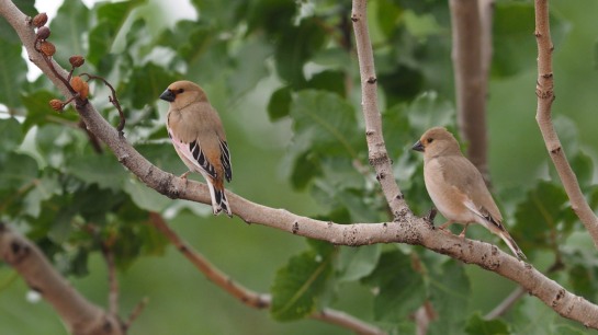 Desert Finch - male and female