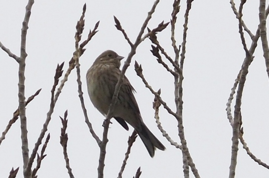 Pine Bunting a1