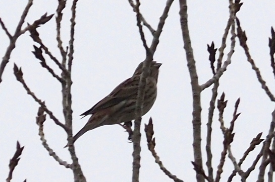 Pine Bunting a2