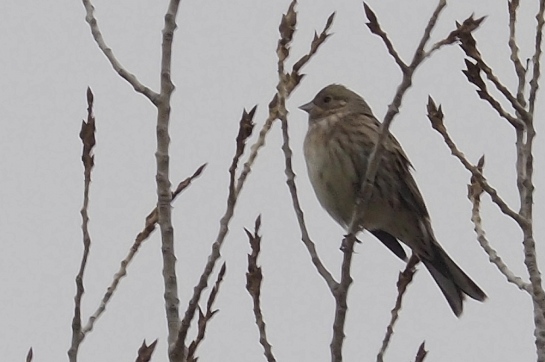 Pine Bunting a3